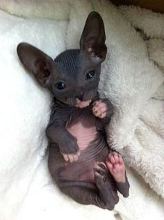 Baby Black Hairless Cat