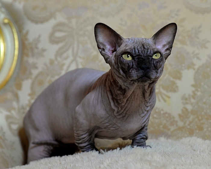 Bambino Hairless Cat For Sale