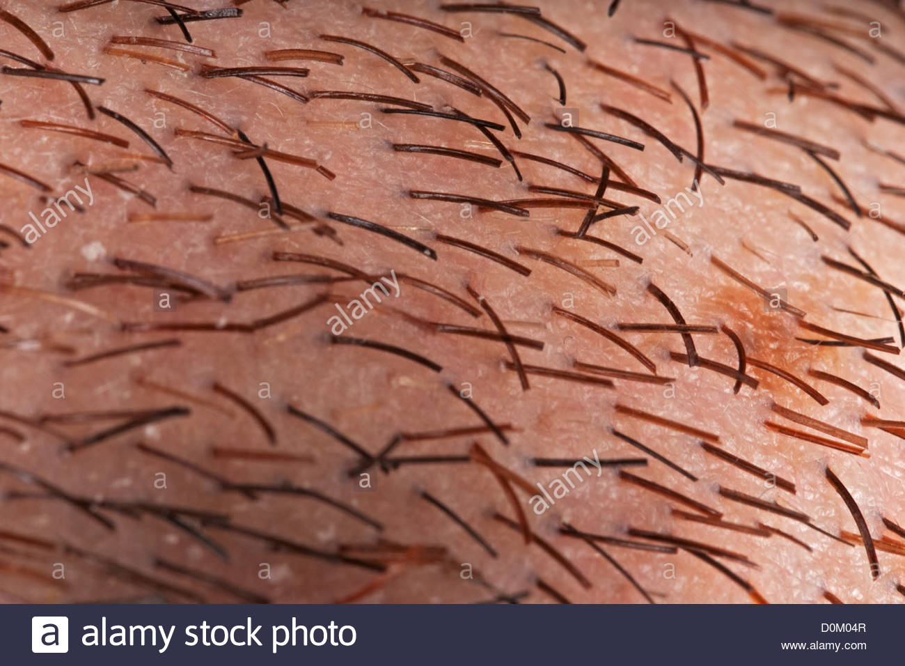 Beard Hair Up Close